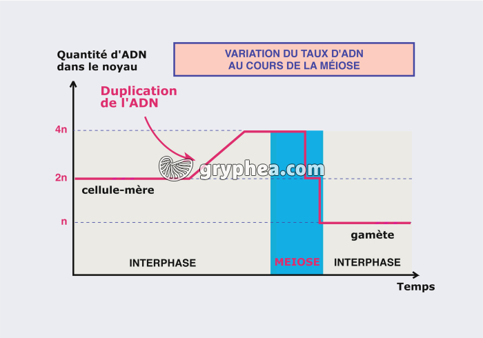 Variation du taux d'ADN au cours d'une méiose - infographie - gryphea.com